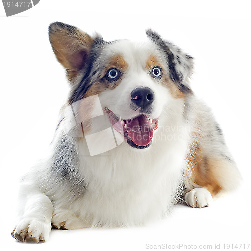 Image of australian shepherd