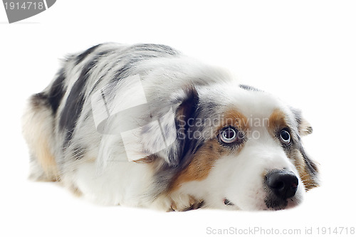 Image of australian shepherd