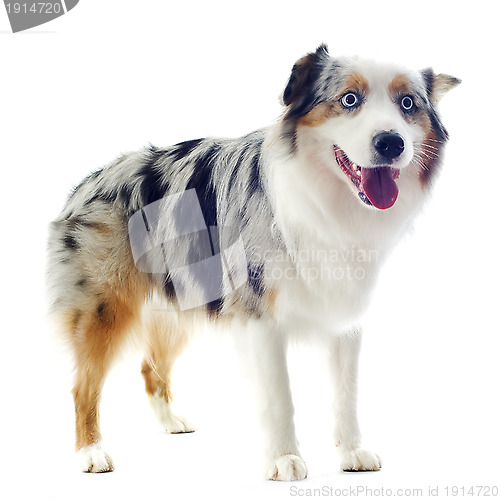 Image of australian shepherd