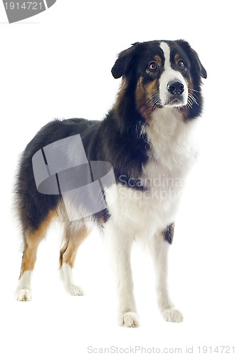 Image of australian shepherd