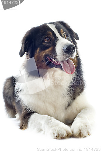 Image of australian shepherd