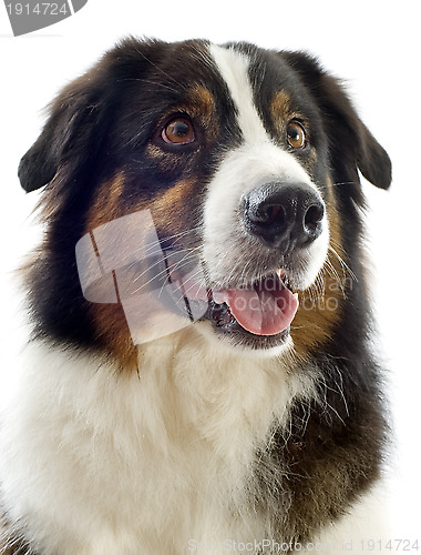 Image of australian shepherd