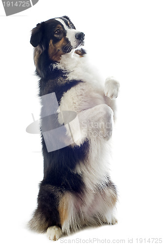 Image of australian shepherd