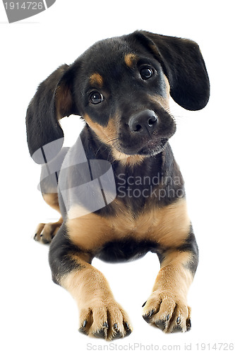 Image of puppy doberman