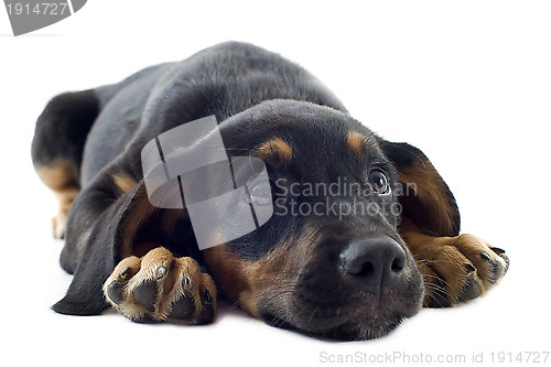 Image of puppy doberman