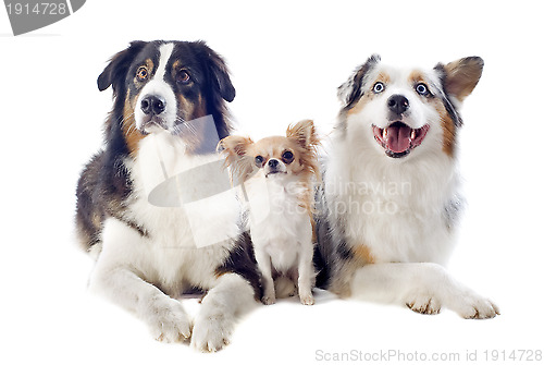 Image of australian shepherds and chihuahua