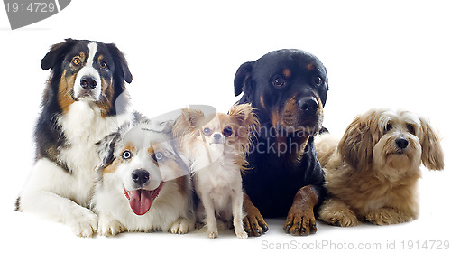 Image of five dogs