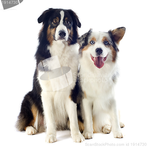 Image of australian shepherds