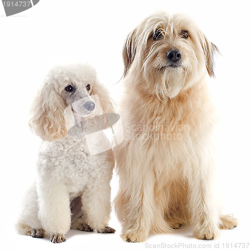 Image of poodle and pyrenean sheepdog