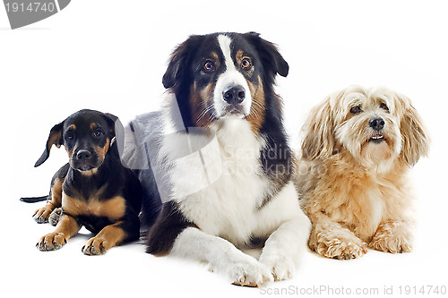 Image of three dogs