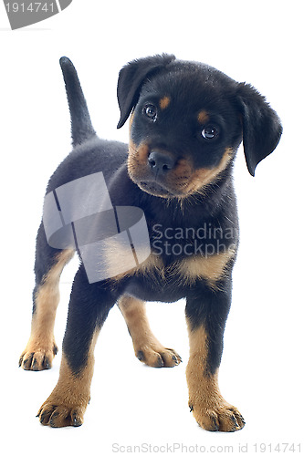 Image of rottweiler