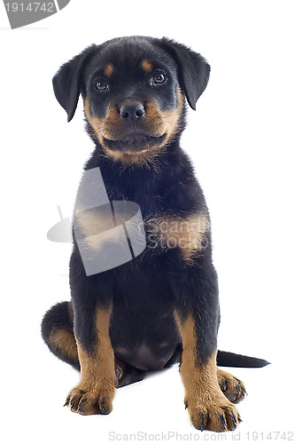 Image of puppy rottweiler