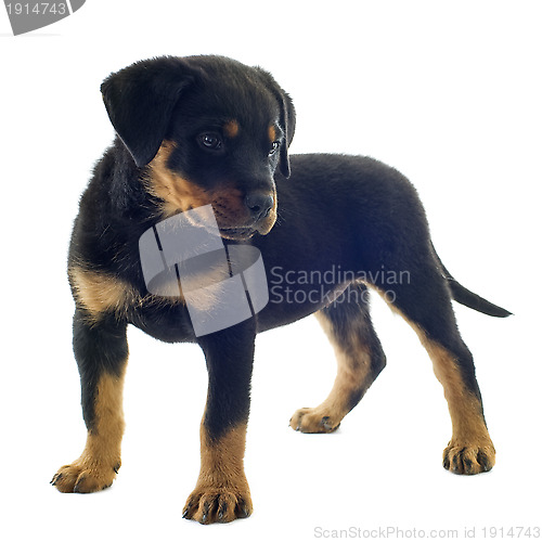 Image of rottweiler