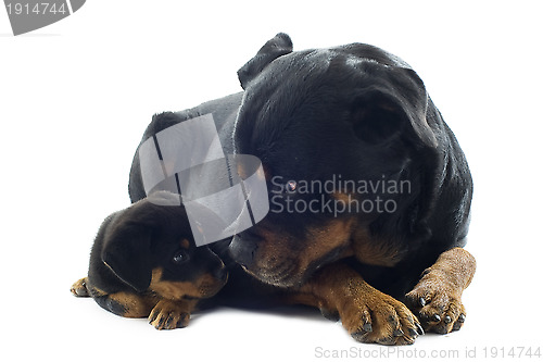 Image of rottweilers