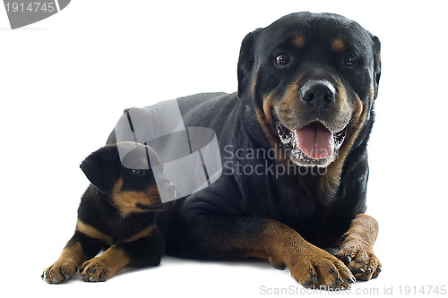 Image of rottweilers