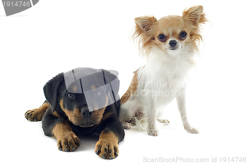 Image of puppy rottweiler and chihuahua