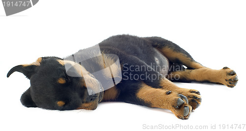 Image of sleeping rottweiler