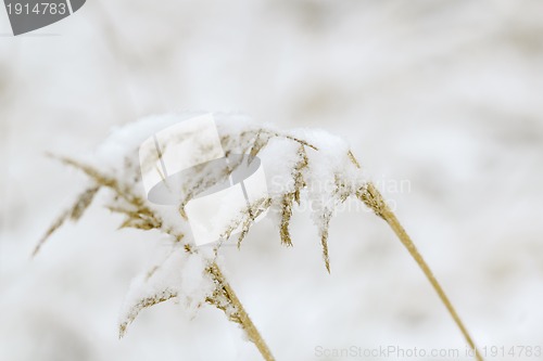 Image of Close up of dry plants in snow, meadow at winter 