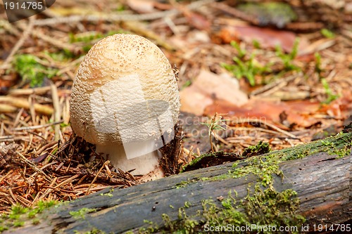 Image of Blusher founded in summer forrest