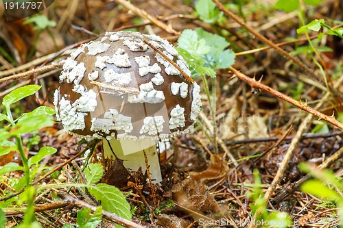 Image of agaric poisonous mushroom