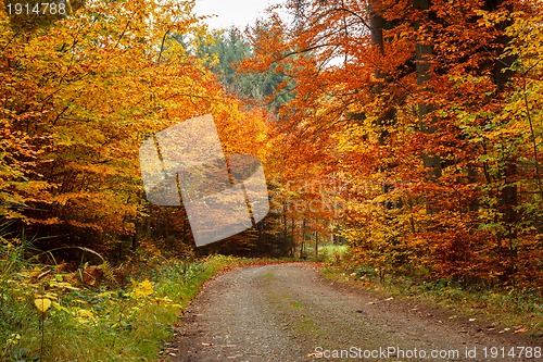 Image of autumn road in forrest