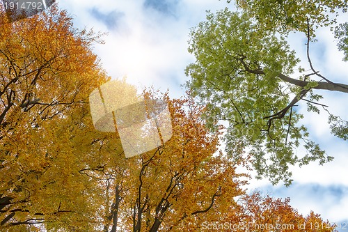 Image of trees in park against blue sky