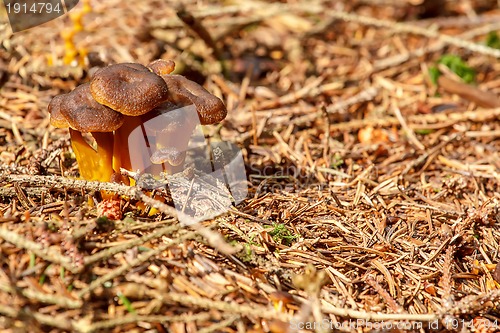 Image of Mushrooms founded in summer forrest