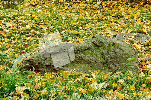 Image of Fall orange and red autumn leaves on green ground