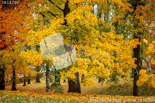 Image of Maple tree in park in autumn 