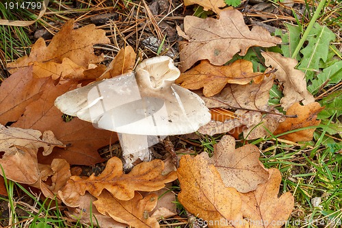 Image of Edible autumn mushroom