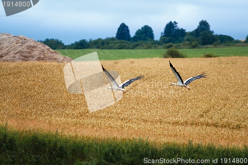 Image of Cicogna bianca, Ciconia ciconia, White Stork