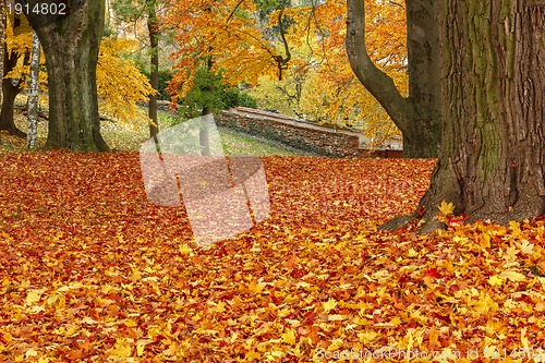 Image of autumn colors in park