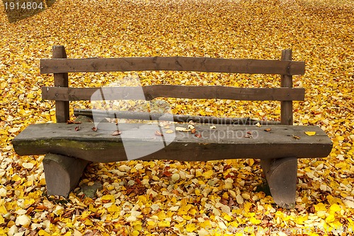 Image of wooden bench in the park