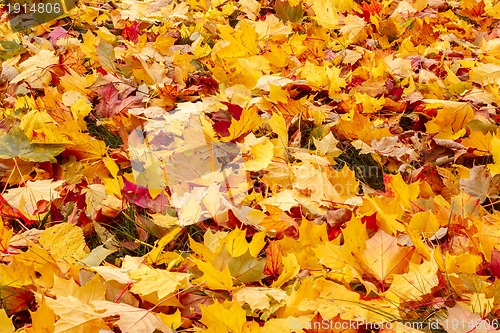 Image of Fall orange and red autumn leaves on ground