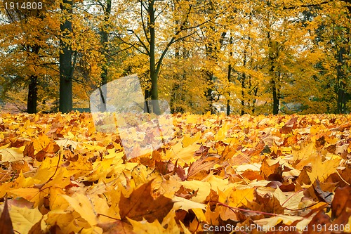 Image of Autumn still life with yellow maple leaves