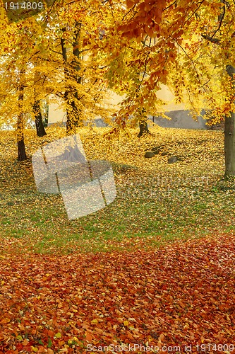 Image of Color composition in autumn park