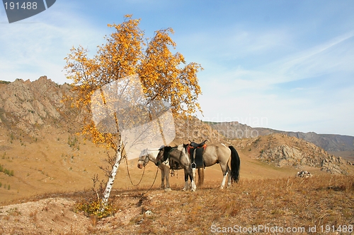 Image of Two horses under a tree