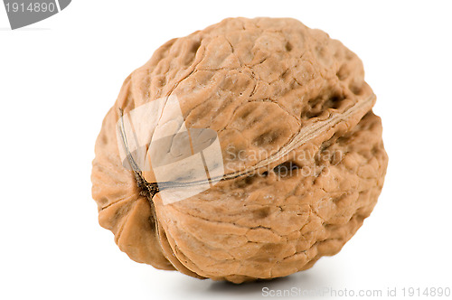 Image of Walnut