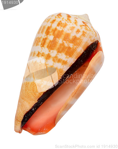 Image of seashell