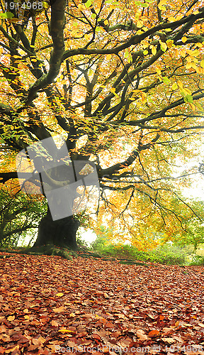 Image of big old tree