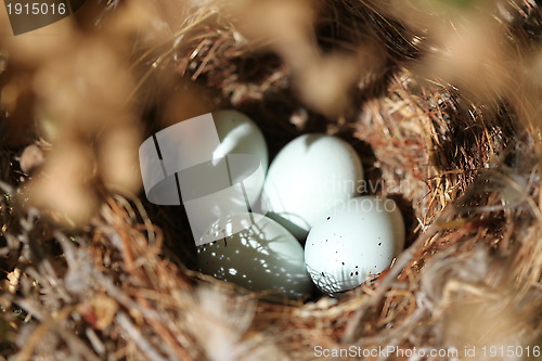 Image of Bird Eggs Nest