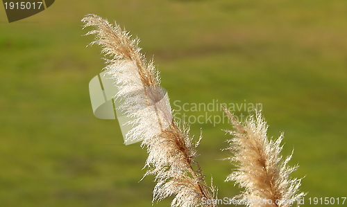 Image of Pampas Grass