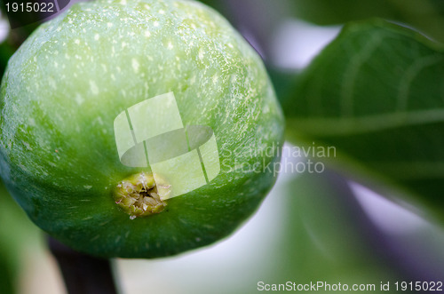 Image of Green Fig on the Tree, Tuscany