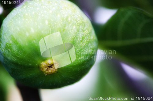 Image of Green Fig on the Tree, Tuscany