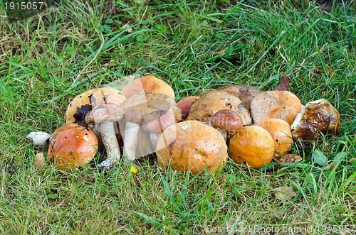 Image of mushrooms red cap scaber stalk 