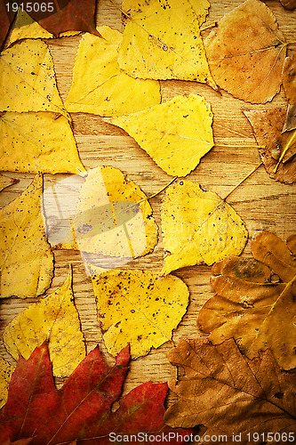 Image of Leaves on a board
