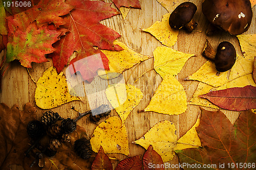 Image of Leaves on a board