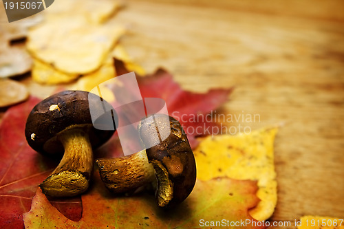 Image of Leaves on a board