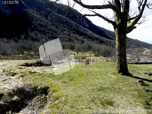 Image of tree with grassland and mountains