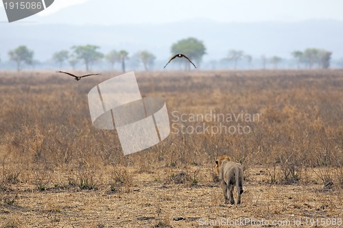 Image of Wild lion